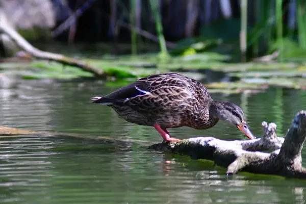 Vahşi ördekler nehirde yüzer