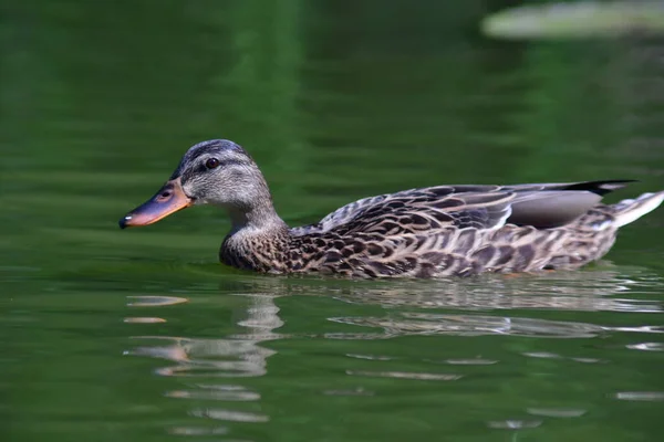 Vahşi ördekler nehirde yüzer