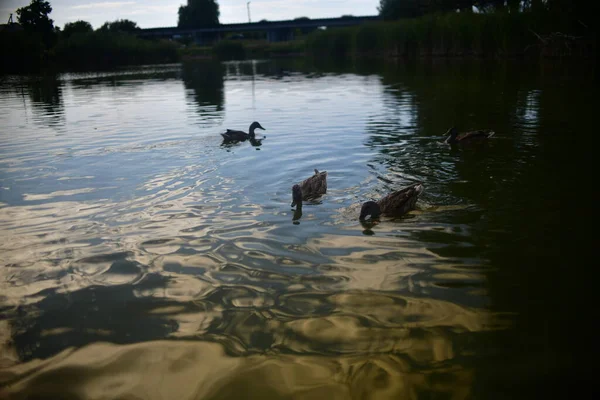 Vahşi ördekler nehirde yüzer