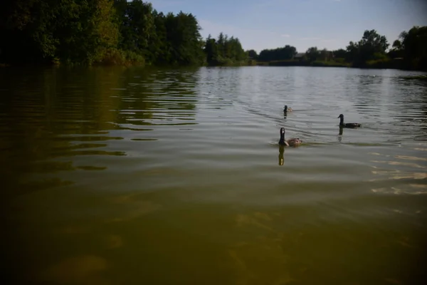 Vahşi ördekler nehirde yüzer