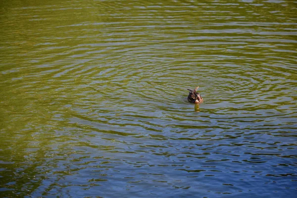 Wildenten Schwimmen Auf Dem Fluss — Stockfoto