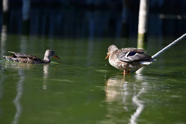 Vahşi ördekler nehirde yüzer