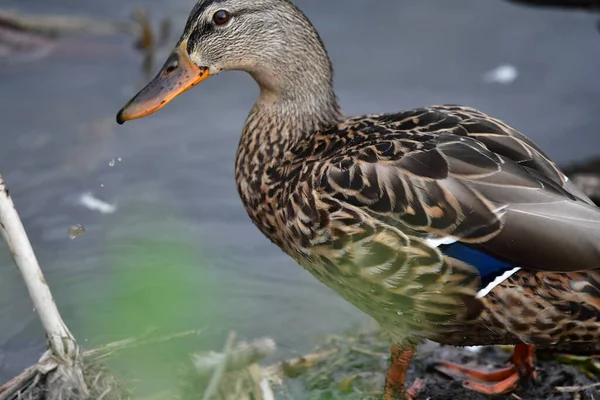 Vahşi ördekler nehirde yüzer