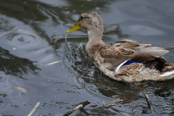 Vahşi ördekler nehirde yüzer