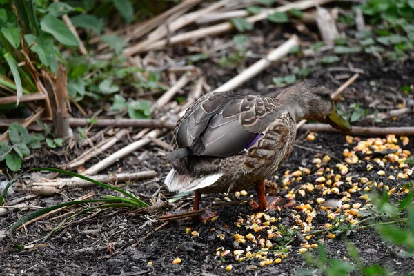 Vahşi ördekler nehirde yüzer