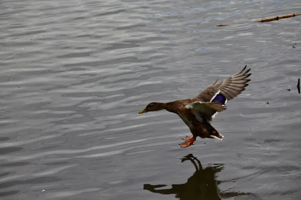 Los Patos Salvajes Nadan Río — Foto de Stock