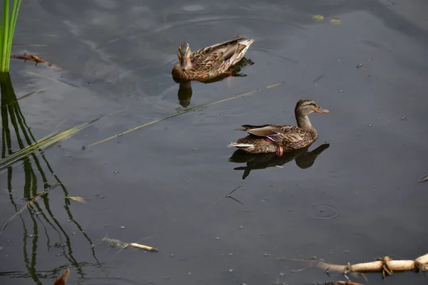 Patos Selvagens Nadam Rio — Fotografia de Stock