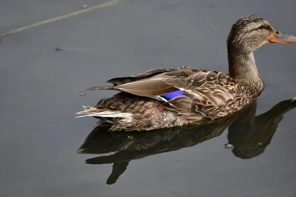 Wildenten Schwimmen Auf Dem Fluss — Stockfoto