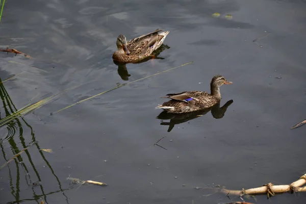 Vahşi ördekler nehirde yüzer