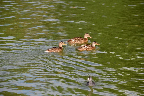 Vahşi ördekler nehirde yüzer