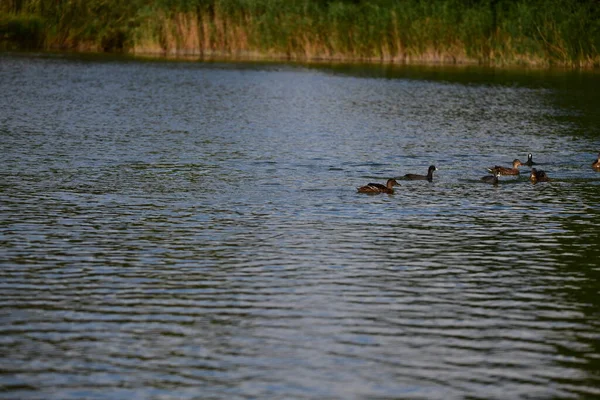 Vahşi ördekler nehirde yüzer