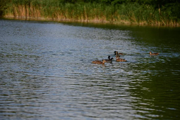 Canards Sauvages Nagent Sur Rivière — Photo