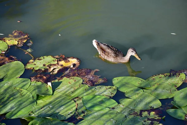 Patos Selvagens Nadam Rio — Fotografia de Stock