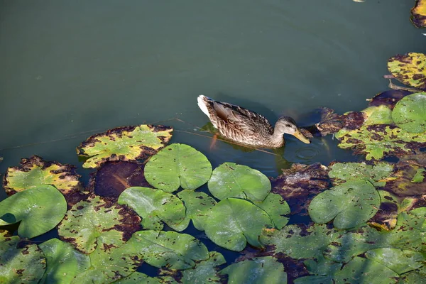 Patos Selvagens Nadam Rio — Fotografia de Stock