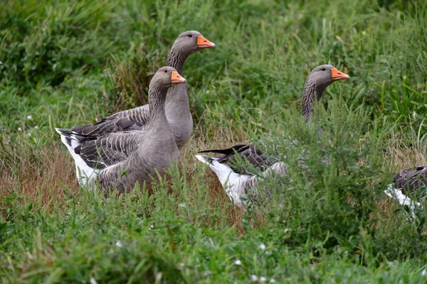 Schwarze Und Weiße Gans — Stockfoto