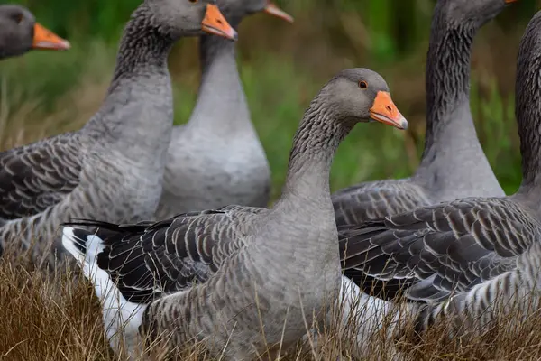 Zwarte Witte Gans — Stockfoto