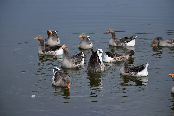 Anatre Sull Acqua — Foto Stock