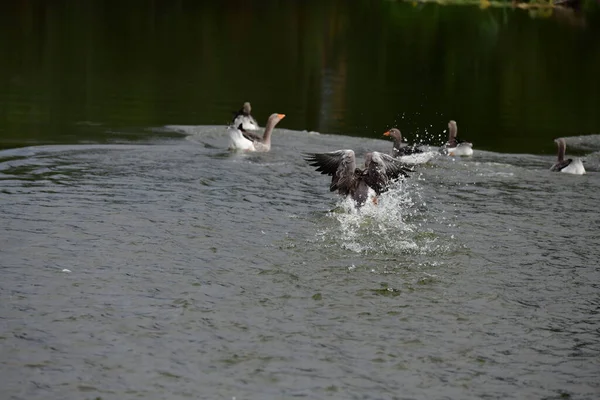 Ducks Water — Stock Photo, Image