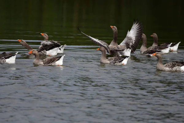 Patos Água — Fotografia de Stock