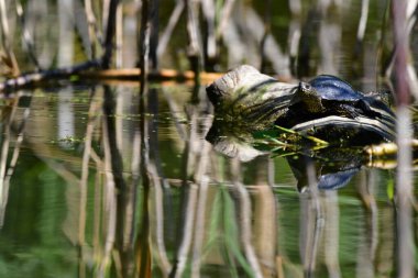 Vahşi nehir kaplumbağaları güneşin tadını çıkarırlar.