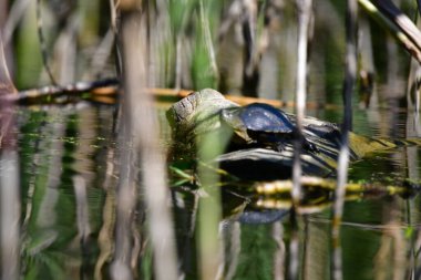 Vahşi nehir kaplumbağaları güneşin tadını çıkarırlar.