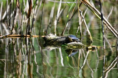 Vahşi nehir kaplumbağaları güneşin tadını çıkarırlar.