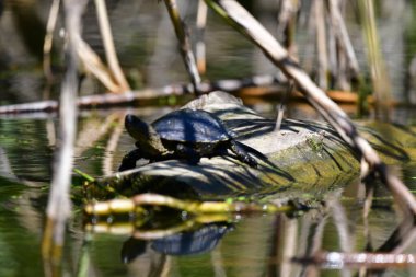 Vahşi nehir kaplumbağaları güneşin tadını çıkarırlar.