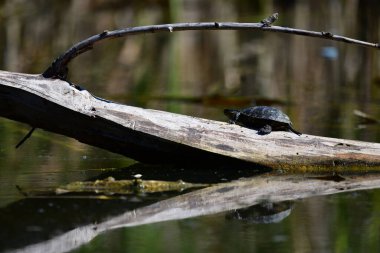 Vahşi nehir kaplumbağaları güneşin tadını çıkarırlar.