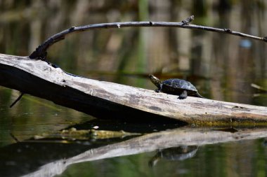 Vahşi nehir kaplumbağaları güneşin tadını çıkarırlar.