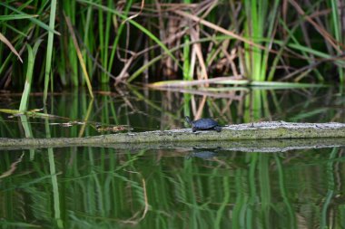Vahşi nehir kaplumbağaları güneşin tadını çıkarırlar.