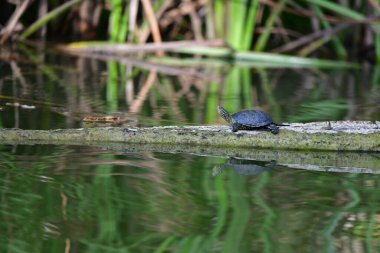 Vahşi nehir kaplumbağaları güneşin tadını çıkarırlar.