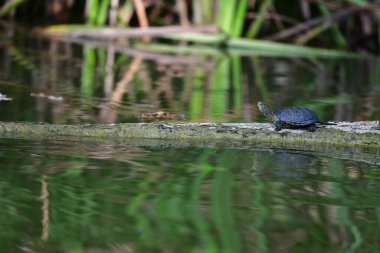 Vahşi nehir kaplumbağaları güneşin tadını çıkarırlar.