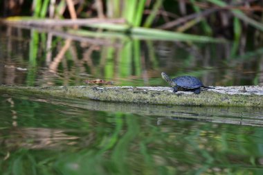 Vahşi nehir kaplumbağaları güneşin tadını çıkarırlar.