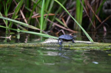 Vahşi nehir kaplumbağaları güneşin tadını çıkarırlar.