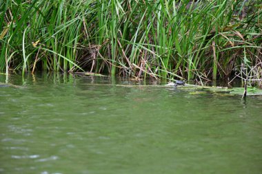 Vahşi nehir kaplumbağaları güneşin tadını çıkarırlar.