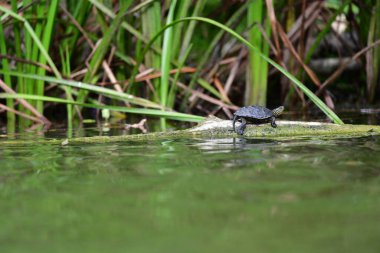 Vahşi nehir kaplumbağaları güneşin tadını çıkarırlar.