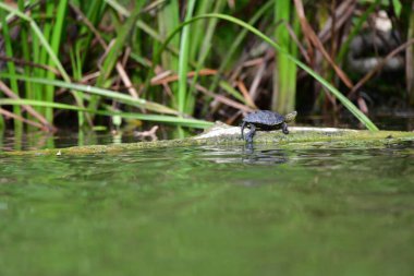 Vahşi nehir kaplumbağaları güneşin tadını çıkarırlar.