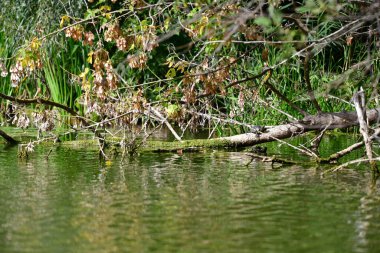 Vahşi nehir kaplumbağaları güneşin tadını çıkarırlar.