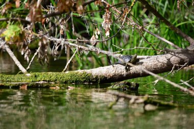 Vahşi nehir kaplumbağaları güneşin tadını çıkarırlar.