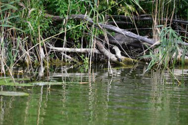 Vahşi nehir kaplumbağaları güneşin tadını çıkarırlar.