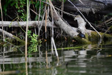 Vahşi nehir kaplumbağaları güneşin tadını çıkarırlar.