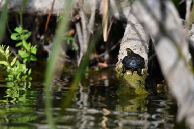 Vahşi nehir kaplumbağaları güneşin tadını çıkarırlar.