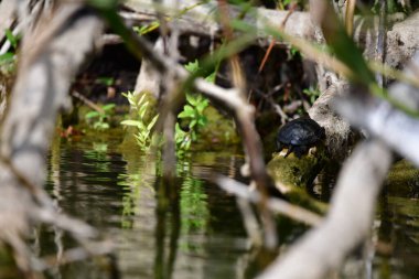 Vahşi nehir kaplumbağaları güneşin tadını çıkarırlar.