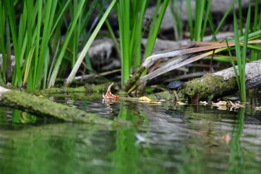 Vahşi nehir kaplumbağaları güneşin tadını çıkarırlar.