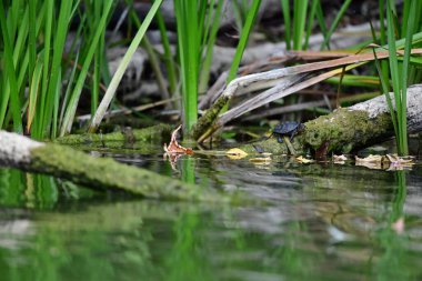 Vahşi nehir kaplumbağaları güneşin tadını çıkarırlar.