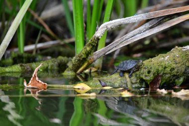 Vahşi nehir kaplumbağaları güneşin tadını çıkarırlar.
