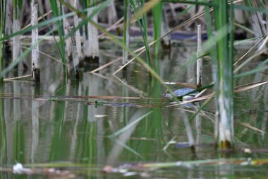 Vahşi nehir kaplumbağaları güneşin tadını çıkarırlar.