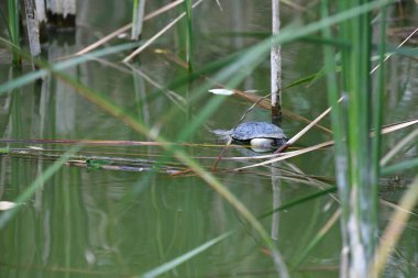 Vahşi nehir kaplumbağaları güneşin tadını çıkarırlar.