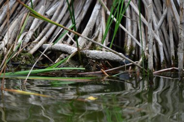 Vahşi nehir kaplumbağaları güneşin tadını çıkarırlar.