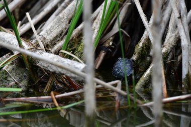Vahşi nehir kaplumbağaları güneşin tadını çıkarırlar.